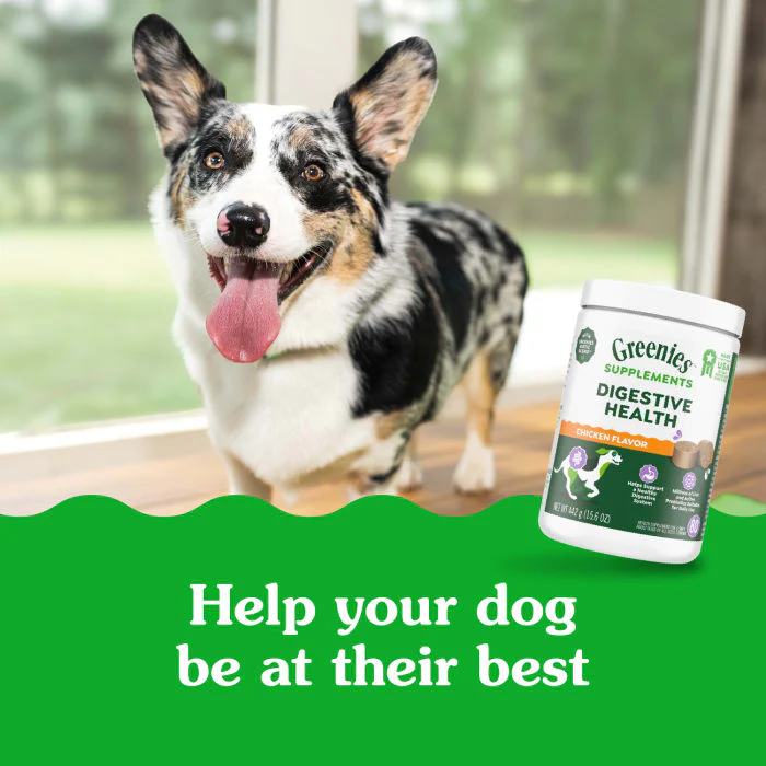 Greenies Supplements Digestive Health with Probiotics for Dogs Chicken Flavor, 15.6 oz. Pouch of 80 ct. Chews - Image 4
